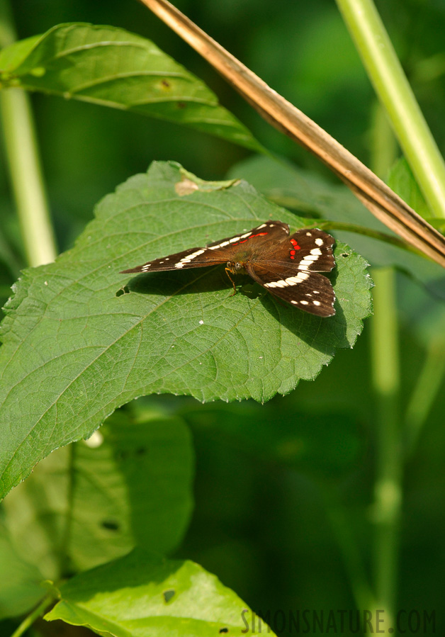 Anartia fatima [380 mm, 1/400 sec at f / 8.0, ISO 800]