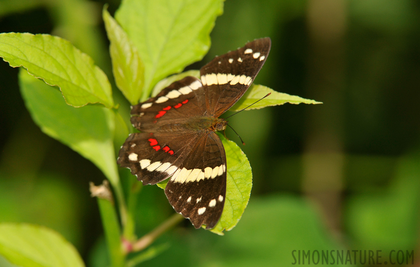 Anartia fatima [400 mm, 1/500 Sek. bei f / 8.0, ISO 800]