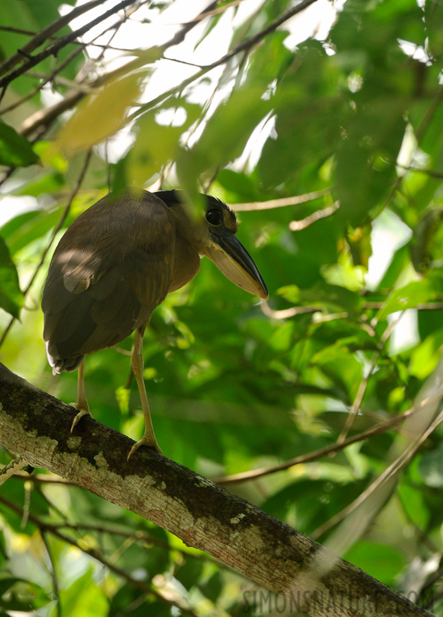 Cochlearius cochlearius phillipsi [400 mm, 1/160 sec at f / 7.1, ISO 800]