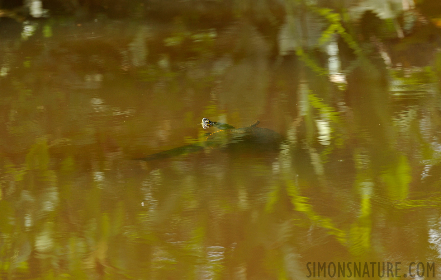 Kinosternon leucostomum [400 mm, 1/400 Sek. bei f / 7.1, ISO 800]