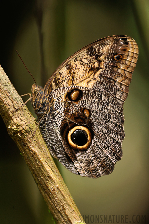 Caligo oedipus fruhstorferi [400 mm, 1/200 sec at f / 4.5, ISO 800]