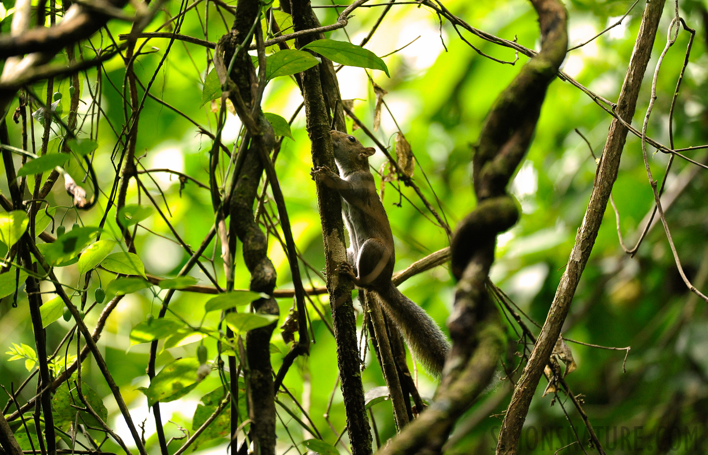 Sciurus deppei [400 mm, 1/500 sec at f / 4.0, ISO 2500]