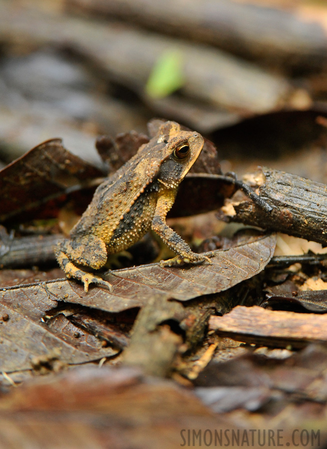 Incilius valliceps [400 mm, 1/50 sec at f / 5.0, ISO 2500]