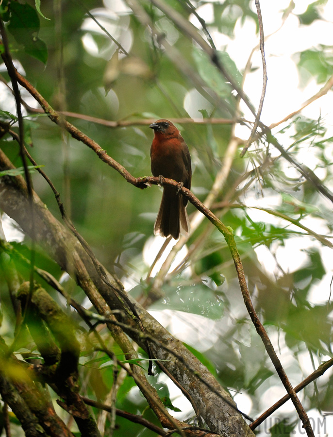 Habia fuscicauda [400 mm, 1/160 Sek. bei f / 4.5, ISO 2500]