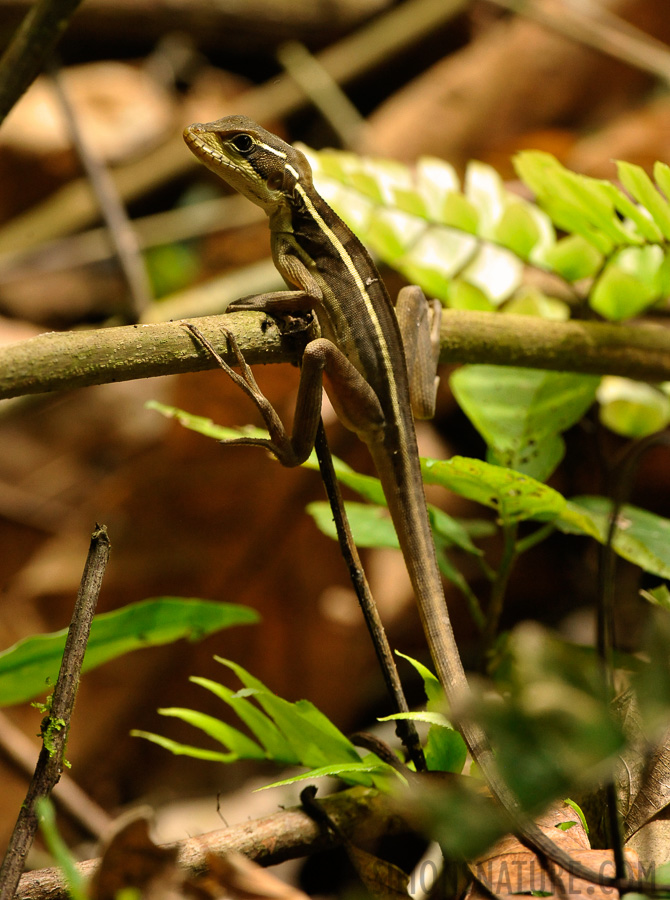 Basiliscus vittatus [400 mm, 1/400 Sek. bei f / 10, ISO 2500]