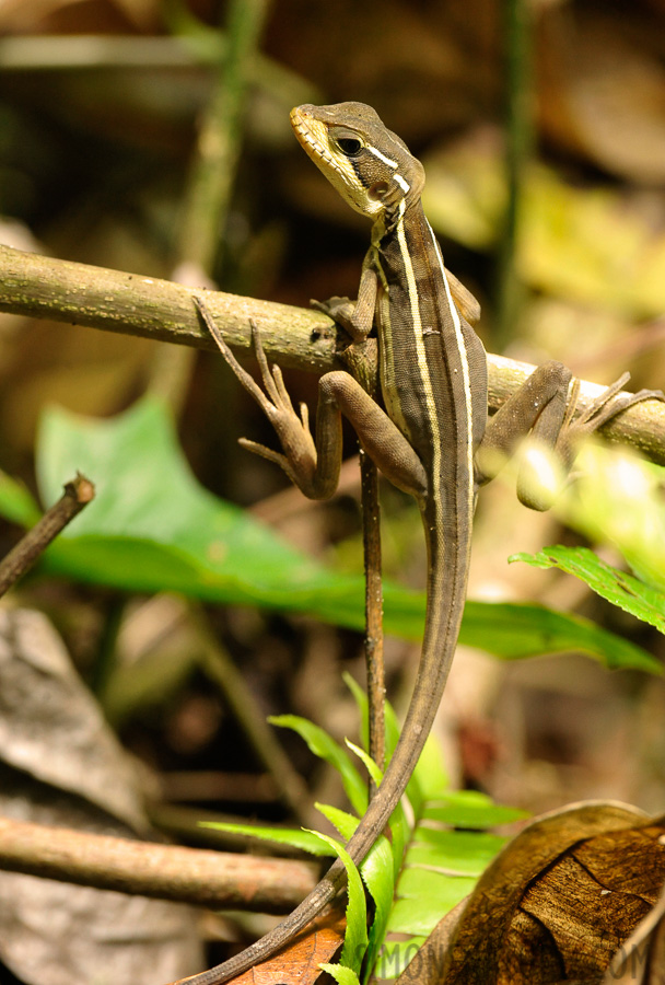 Basiliscus vittatus [400 mm, 1/320 Sek. bei f / 9.0, ISO 2500]