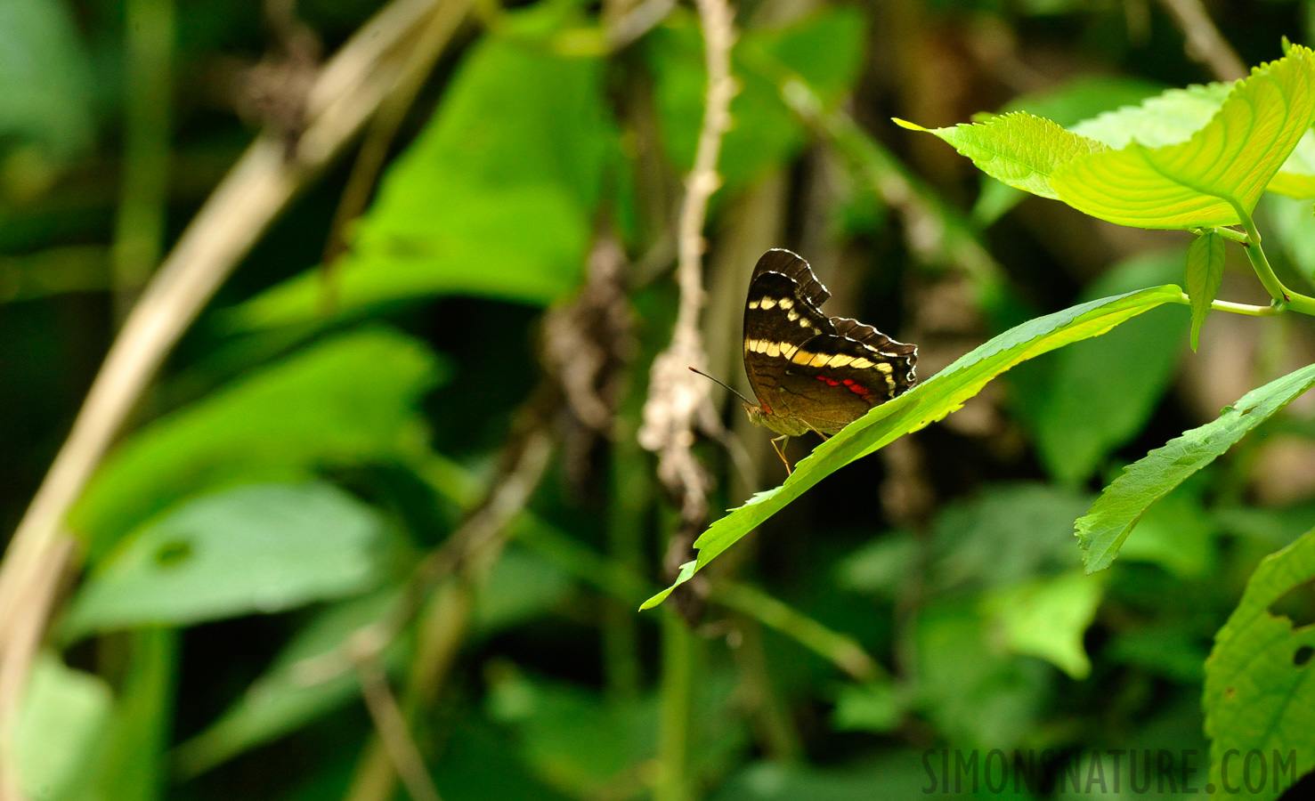 Anartia fatima [380 mm, 1/500 sec at f / 11, ISO 2500]