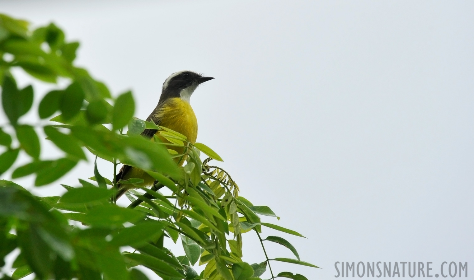 Pitangus sulphuratus guatimalensis [400 mm, 1/640 sec at f / 8.0, ISO 1250]