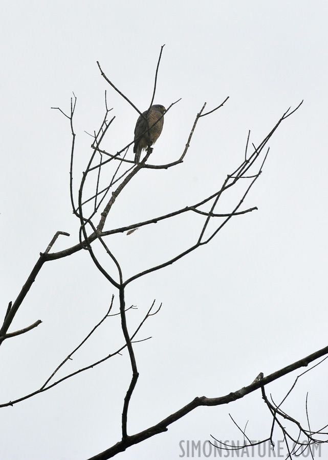 Buteo brachyurus [400 mm, 1/1600 Sek. bei f / 8.0, ISO 1250]