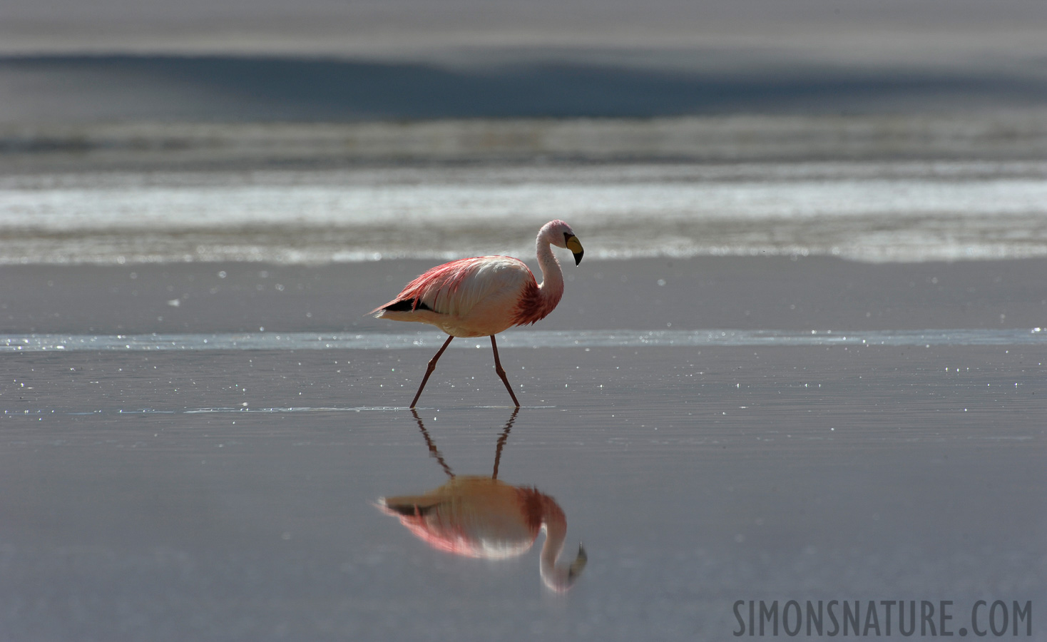 Phoenicoparrus jamesi [550 mm, 1/800 sec at f / 13, ISO 500]