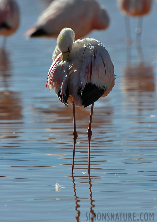 Phoenicoparrus jamesi [550 mm, 1/500 sec at f / 9.0, ISO 200]