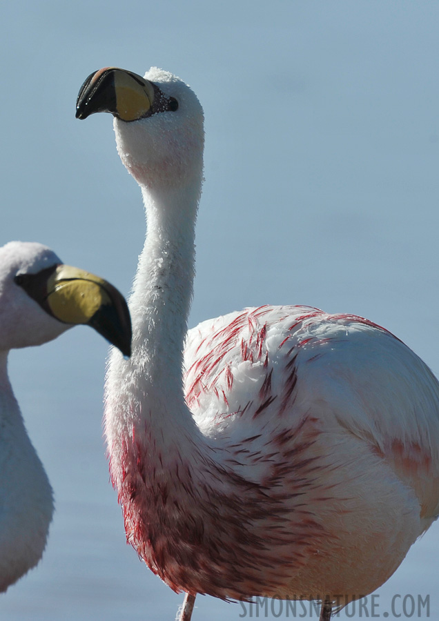 Phoenicoparrus jamesi [550 mm, 1/640 Sek. bei f / 9.0, ISO 200]