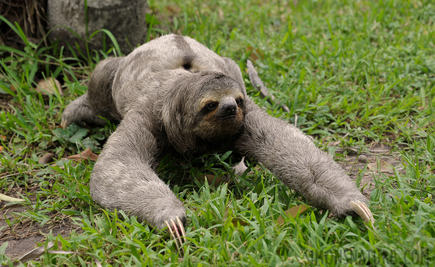 Bradypus variegatus [112 mm, 1/125 Sek. bei f / 8.0, ISO 400]