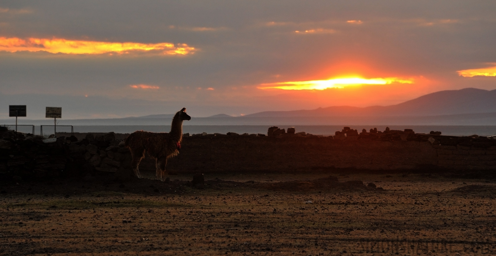 Ein Lama begrüsst die Sonne [300 mm, 1/250 Sek. bei f / 10, ISO 1600]