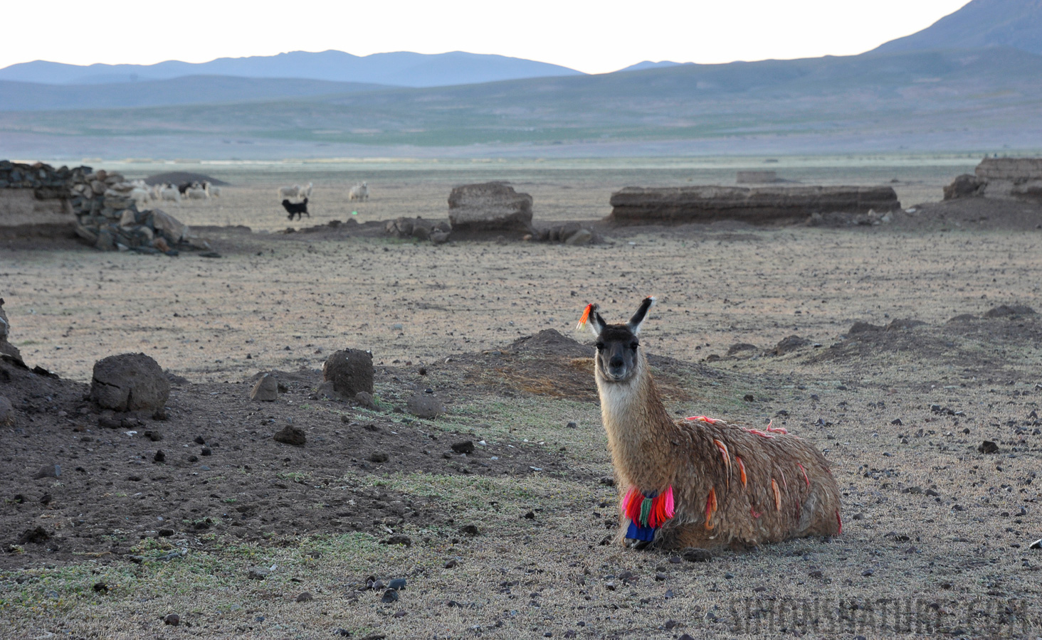 Llama [105 mm, 1/80 sec at f / 7.1, ISO 1250]