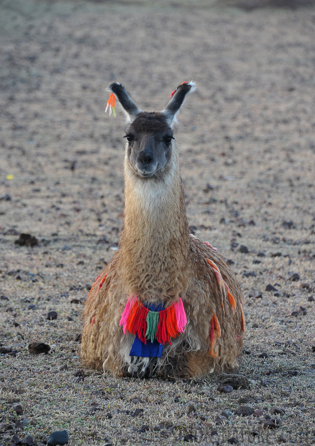 Lama [300 mm, 1/80 Sek. bei f / 7.1, ISO 1250]