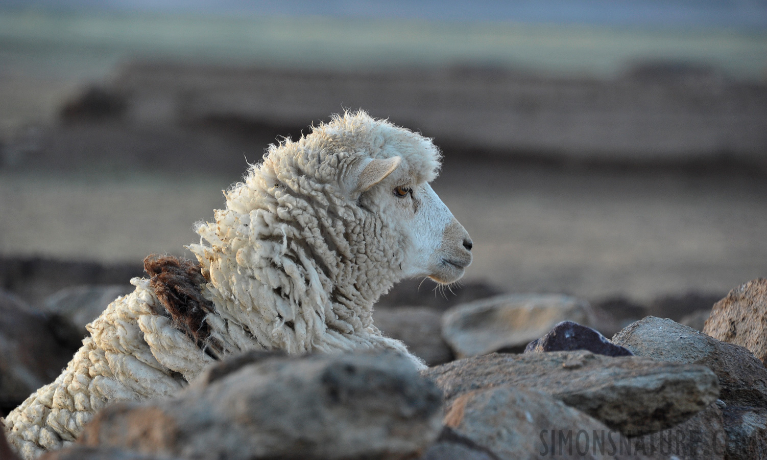 Sheep [300 mm, 1/100 sec at f / 7.1, ISO 1250]