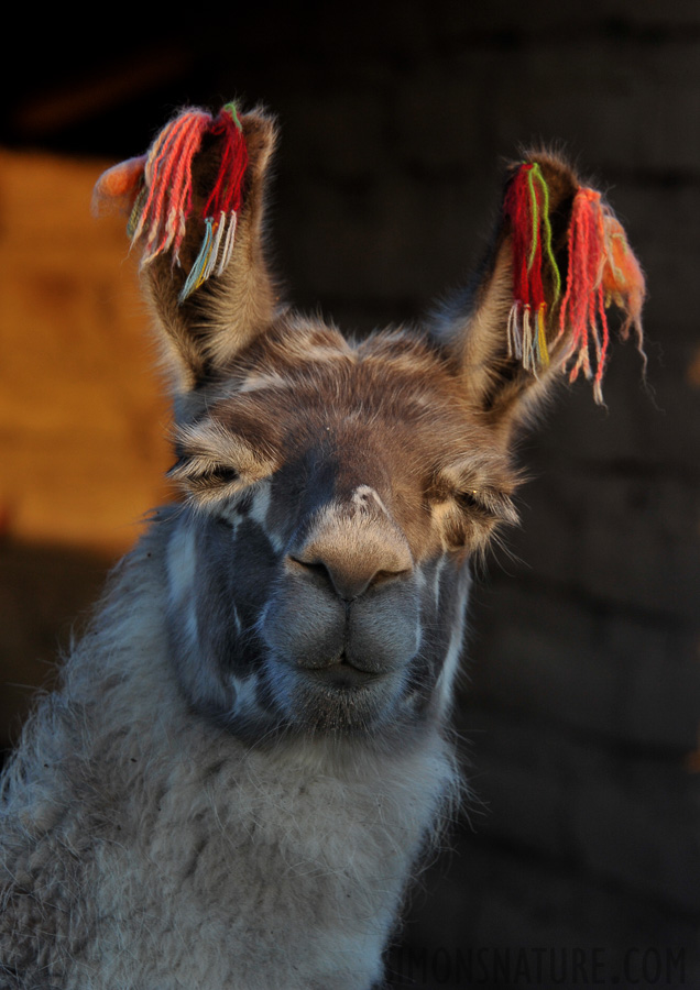 Die Lamas geniessen die wärmende Sonne [160 mm, 1/200 Sek. bei f / 7.1, ISO 500]