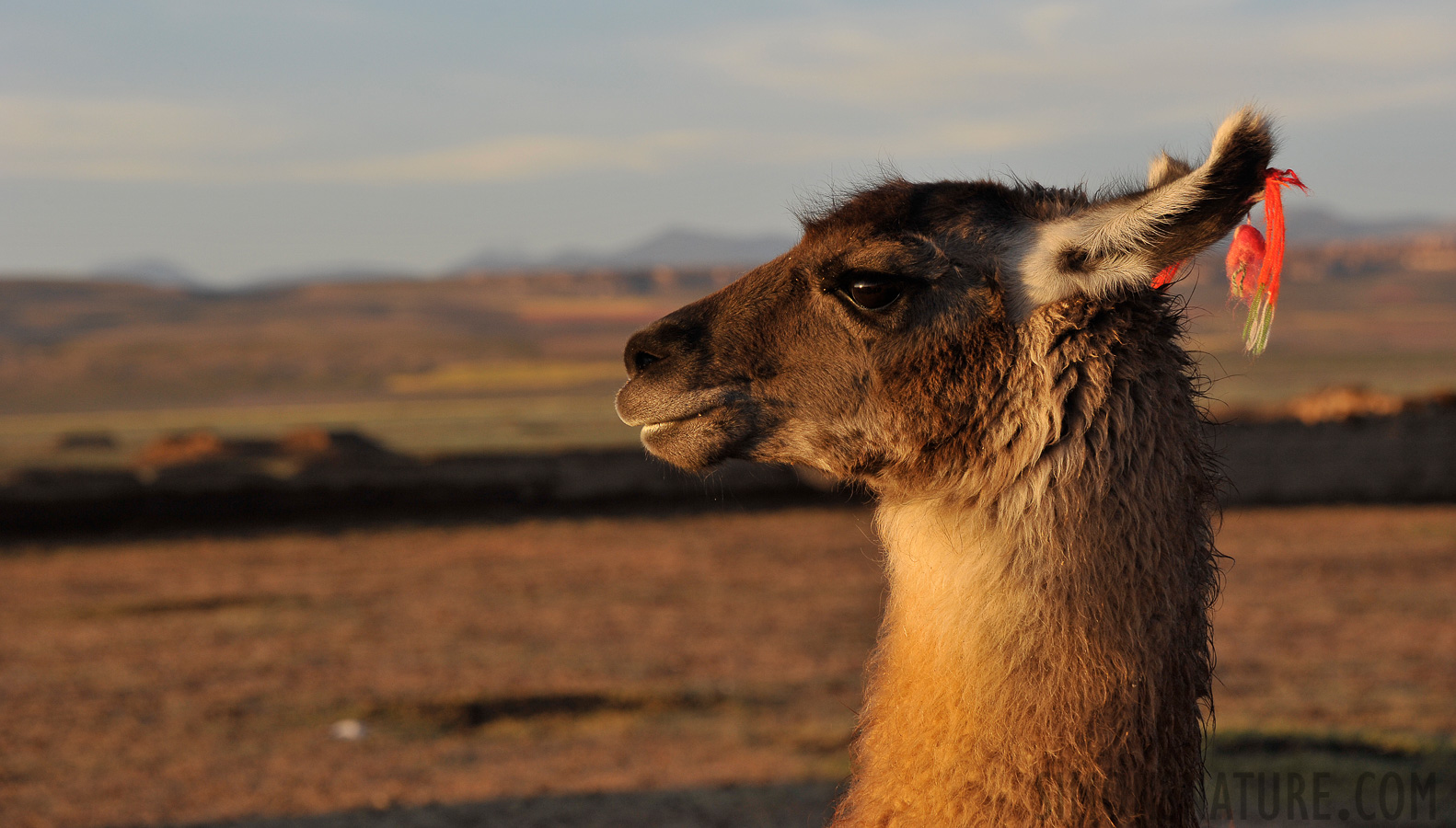 Die Lamas geniessen die wärmende Sonne [112 mm, 1/400 Sek. bei f / 7.1, ISO 500]