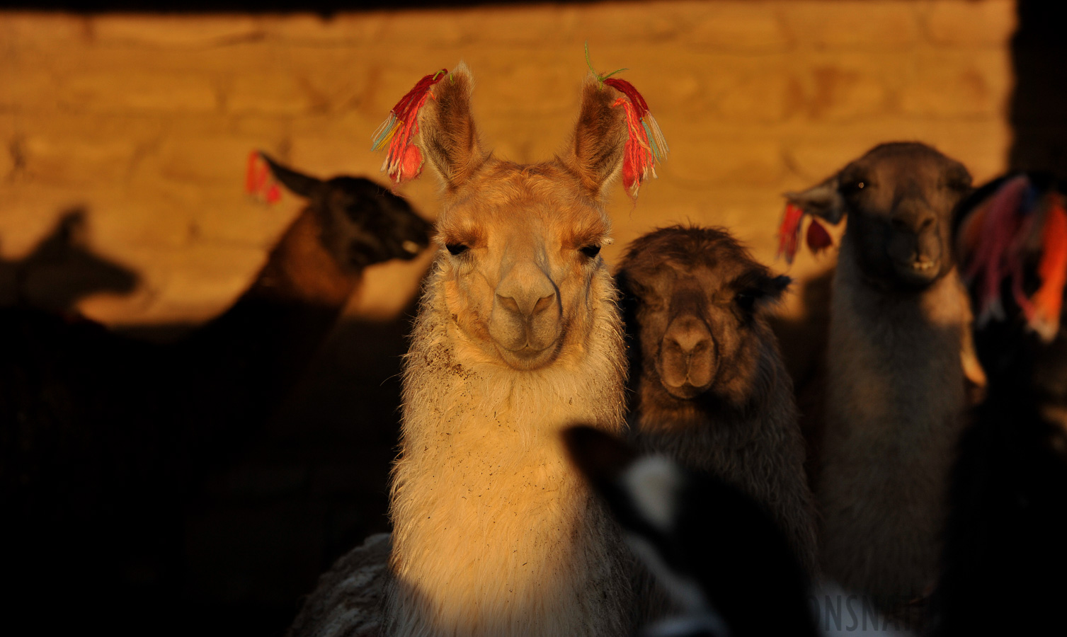Die Lamas geniessen die wärmende Sonne [150 mm, 1/640 Sek. bei f / 7.1, ISO 500]