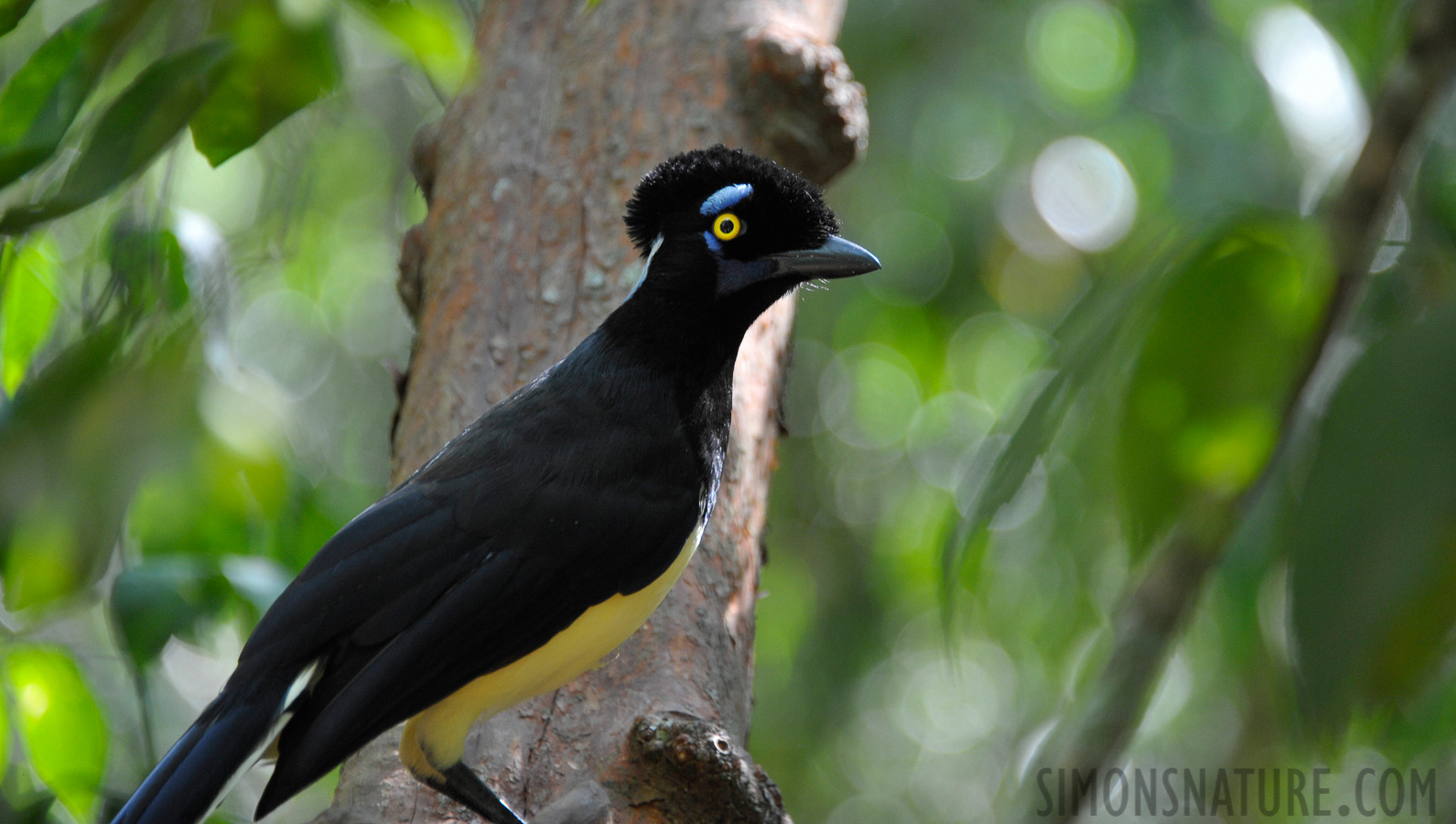 Cyanocorax chrysops [300 mm, 1/60 sec at f / 5.6, ISO 1600]