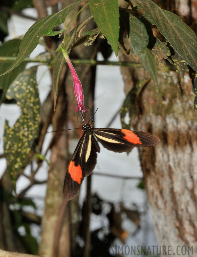 Heliconius erato [300 mm, 1/60 sec at f / 29, ISO 1600]