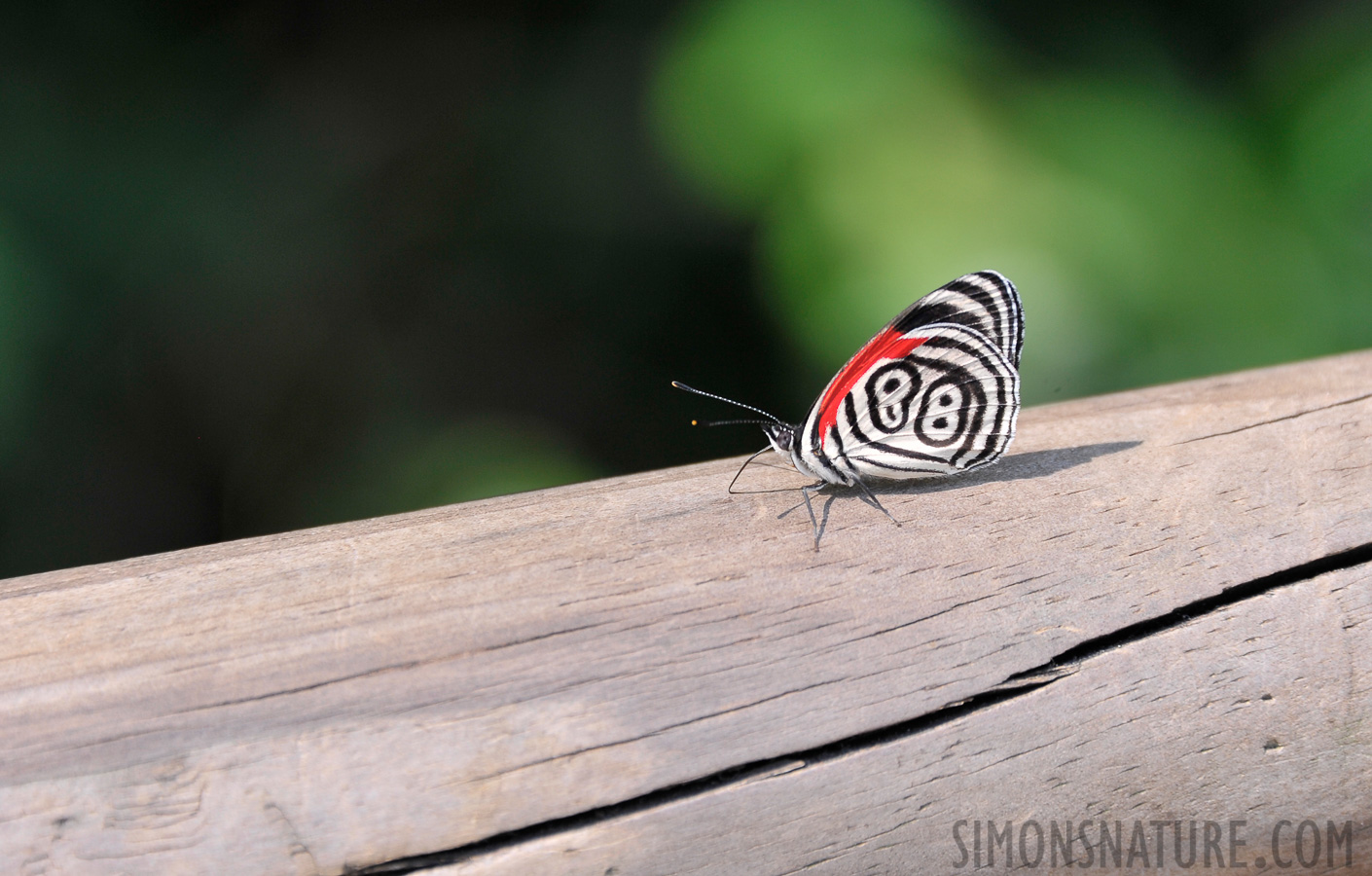 Diaethria clymena [300 mm, 1/200 sec at f / 6.3, ISO 400]