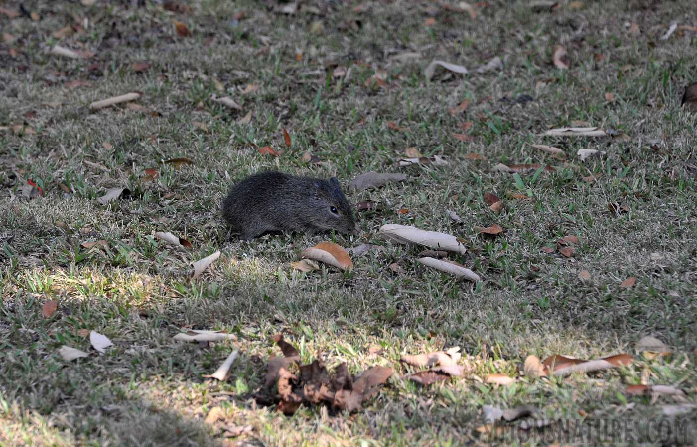 Cavia aperea pamparum [300 mm, 1/500 sec at f / 8.0, ISO 1600]