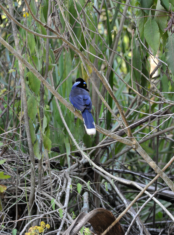 Cyanocorax chrysops [300 mm, 1/100 sec at f / 8.0, ISO 1600]