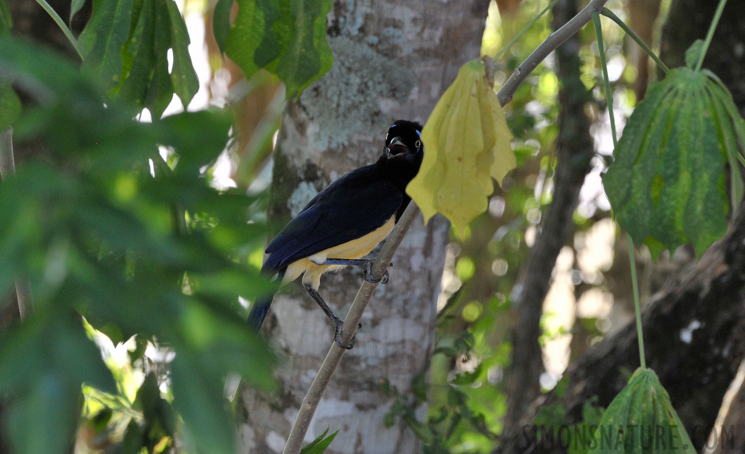 Cyanocorax chrysops [300 mm, 1/250 Sek. bei f / 8.0, ISO 1600]