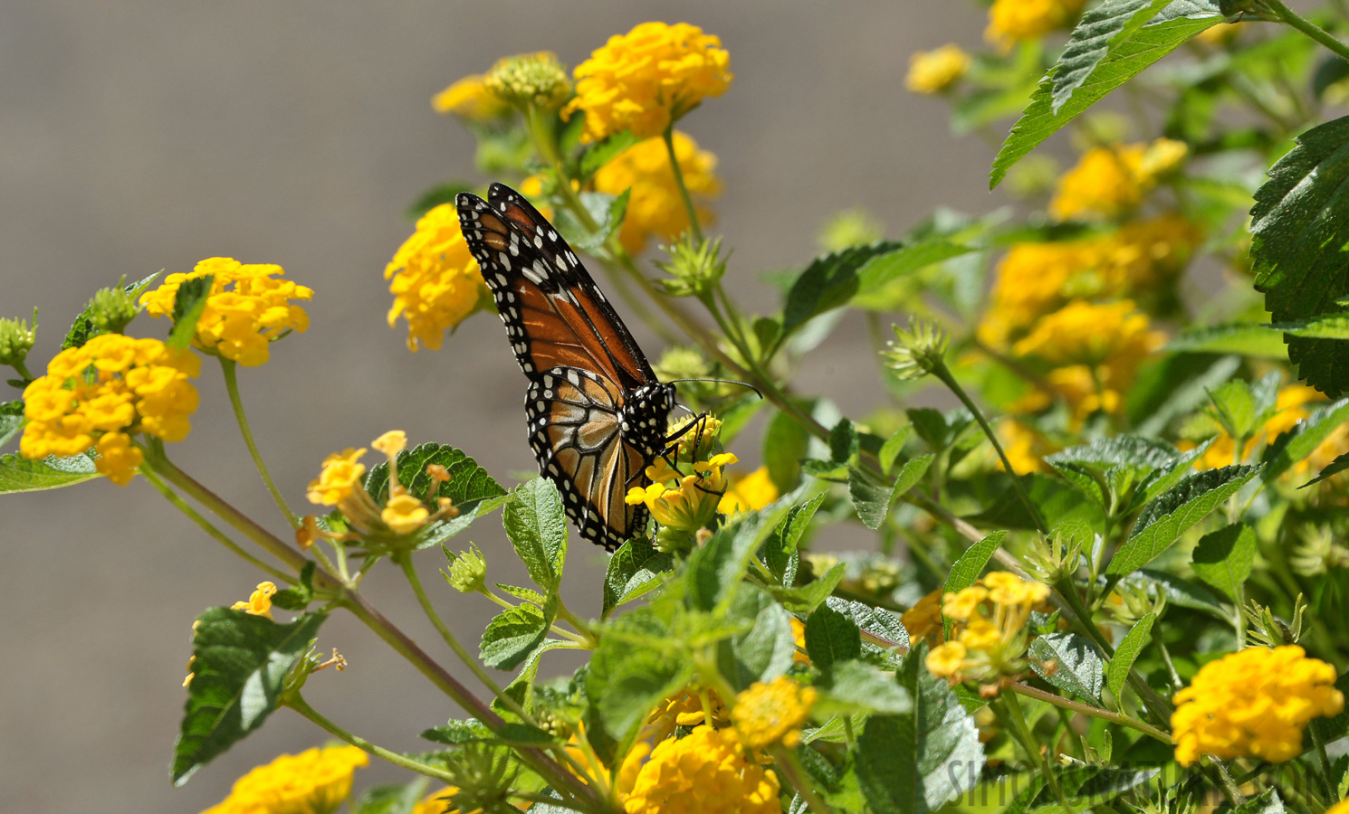 Danaus erippus [300 mm, 1/500 Sek. bei f / 11, ISO 400]