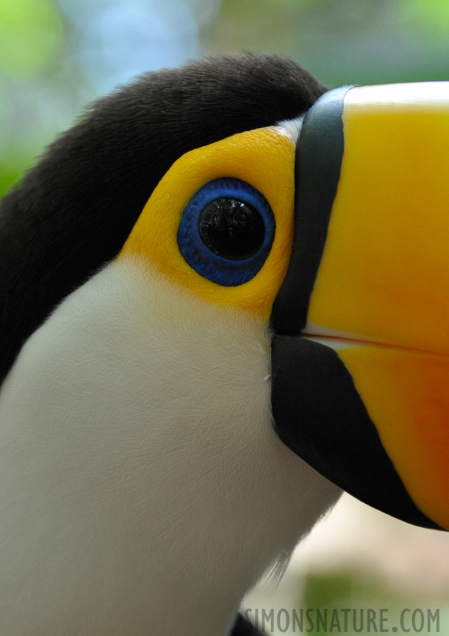 Vogelpark in Iguaçu [112 mm, 1/160 Sek. bei f / 5.6, ISO 1600]