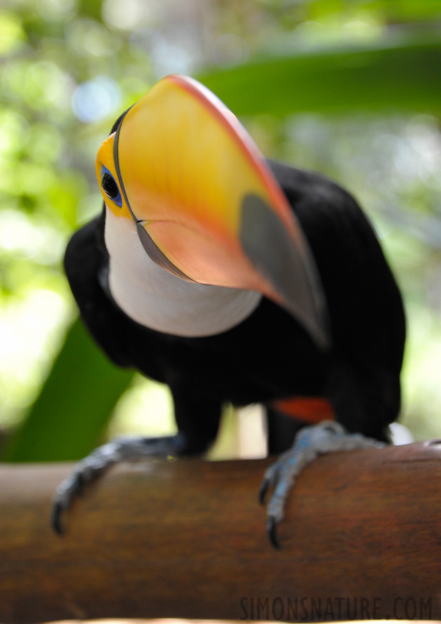 Vogelpark in Iguaçu [90 mm, 1/125 Sek. bei f / 5.6, ISO 1600]