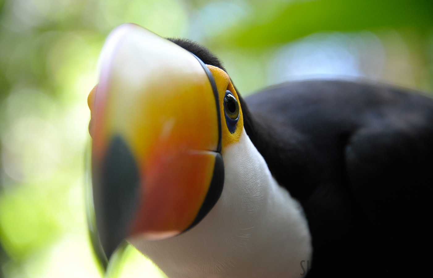 Bird Park in Iguazu [300 mm, 1/100 sec at f / 6.3, ISO 1600]