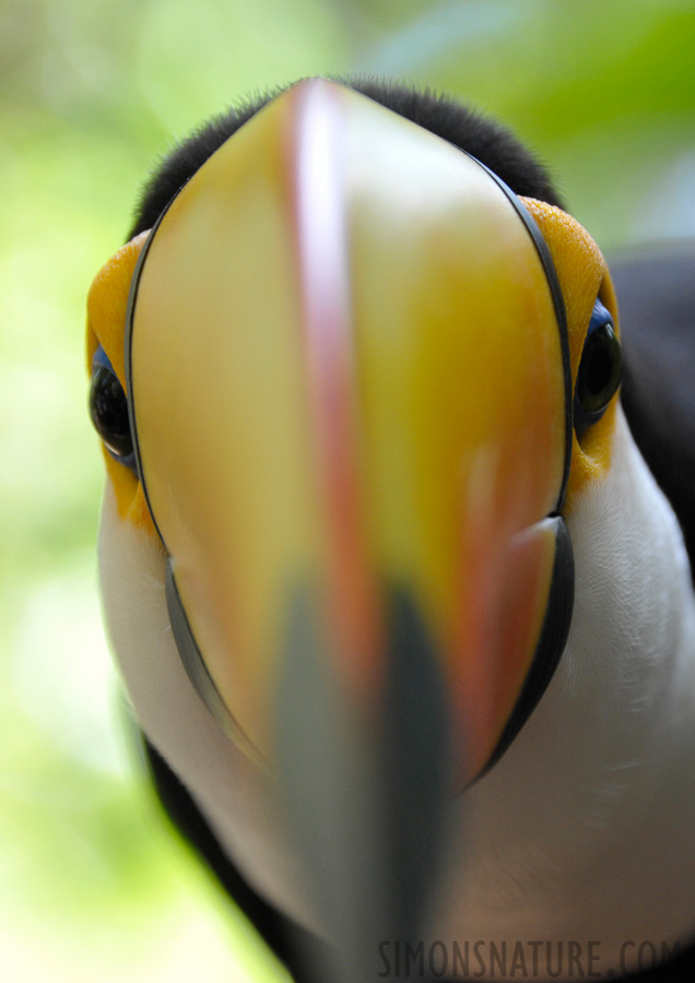 Bird Park in Iguazu [300 mm, 1/125 sec at f / 6.3, ISO 1600]