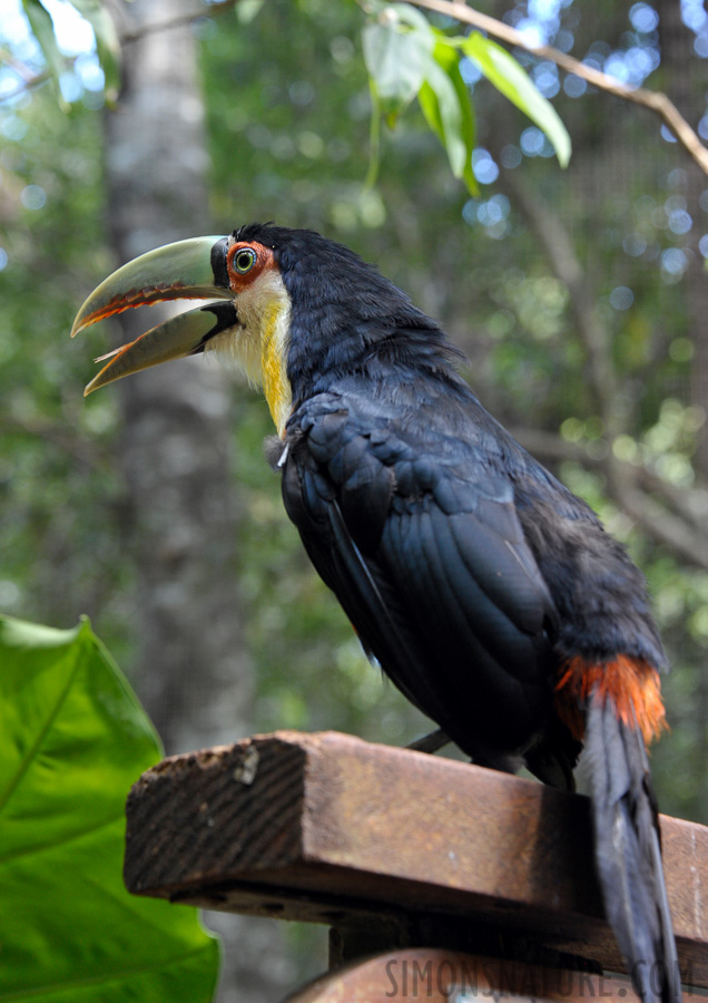 Vogelpark in Iguaçu [92 mm, 1/80 Sek. bei f / 6.3, ISO 1600]
