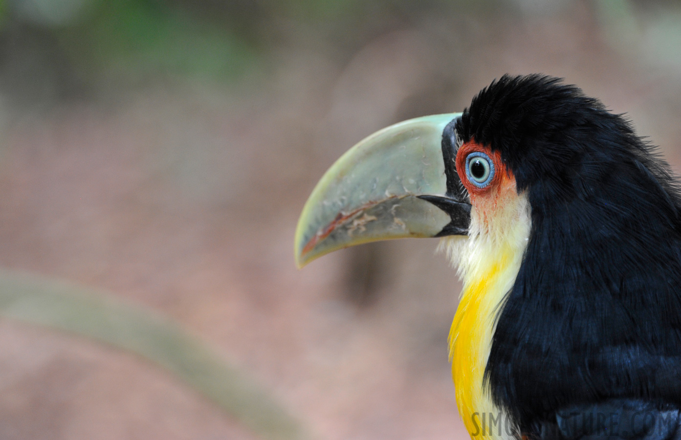 Vogelpark in Iguaçu [300 mm, 1/60 Sek. bei f / 6.3, ISO 1600]