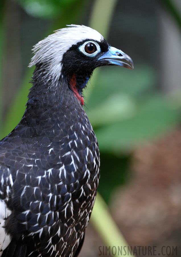 Bird Park in Iguazu [300 mm, 1/80 sec at f / 6.3, ISO 1600]