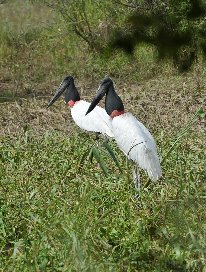 Jabiru mycteria [400 mm, 1/1250 Sek. bei f / 8.0, ISO 400]