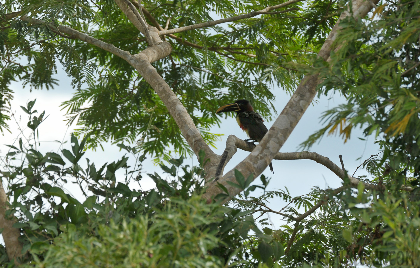 Pteroglossus castanotis [400 mm, 1/640 Sek. bei f / 8.0, ISO 400]