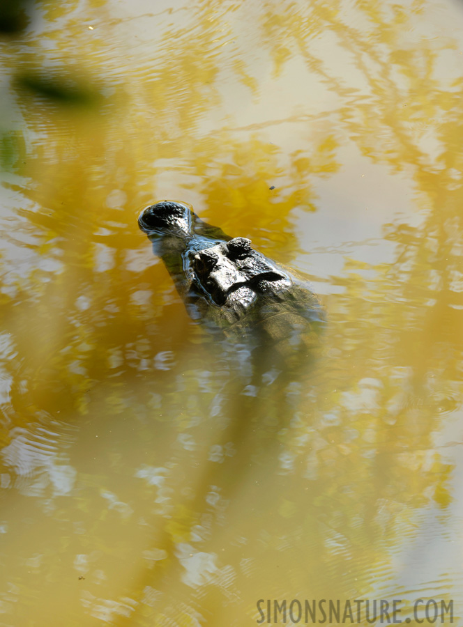 Caiman yacare [400 mm, 1/125 Sek. bei f / 7.1, ISO 400]