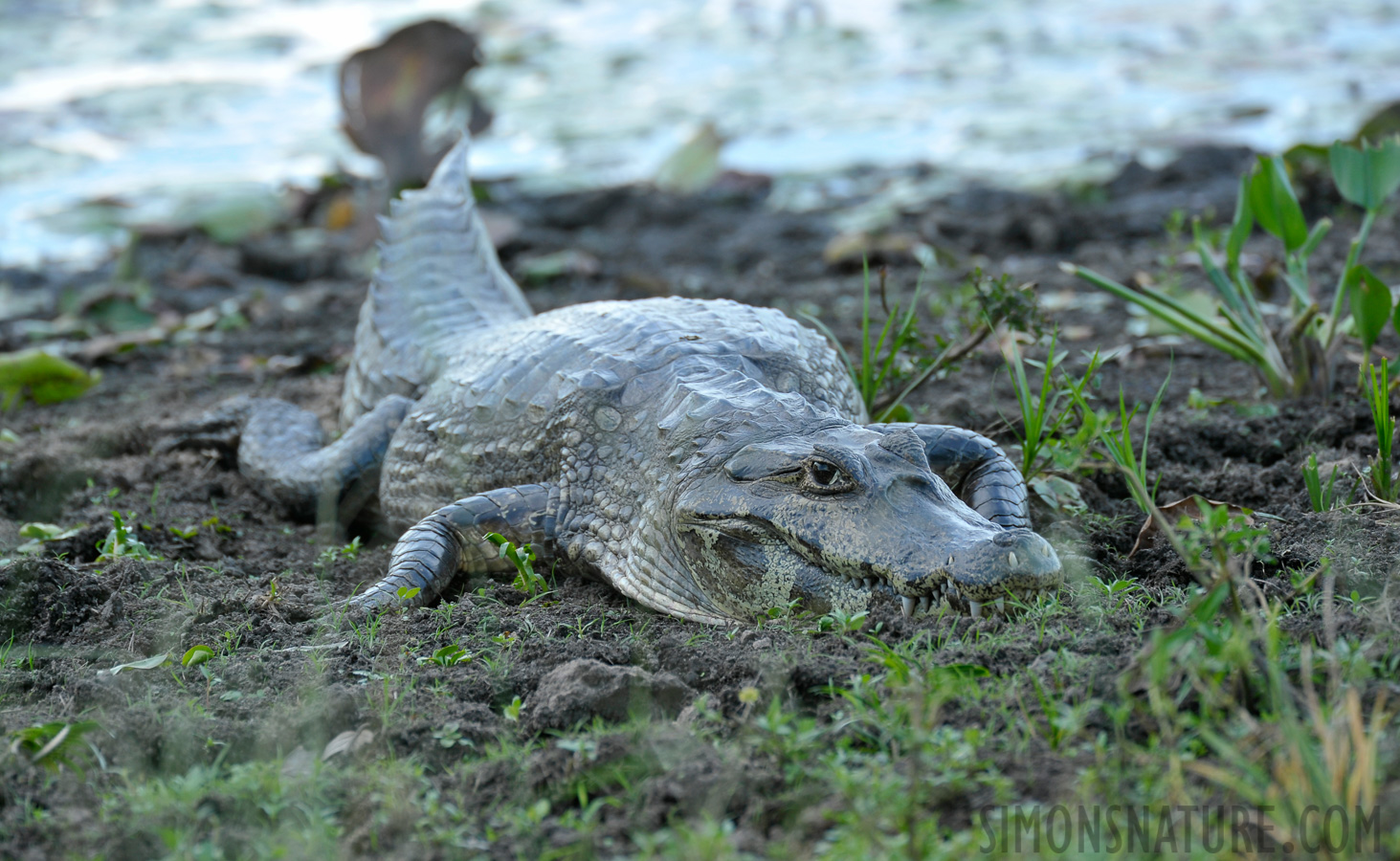 Caiman yacare [550 mm, 1/200 Sek. bei f / 7.1, ISO 400]