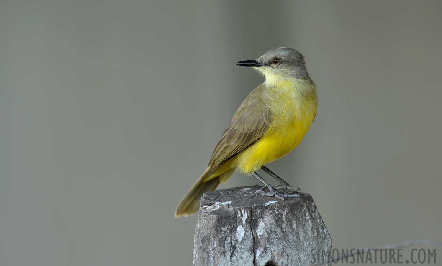 Tyrannus albogularis [550 mm, 1/100 sec at f / 7.1, ISO 400]