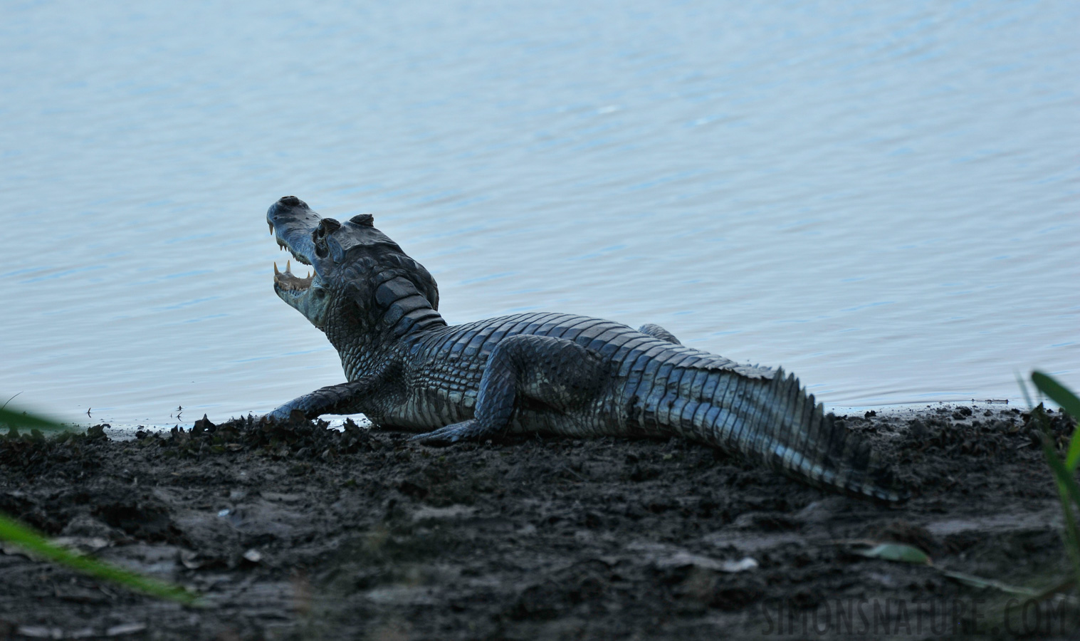 Caiman yacare [550 mm, 1/800 sec at f / 7.1, ISO 400]