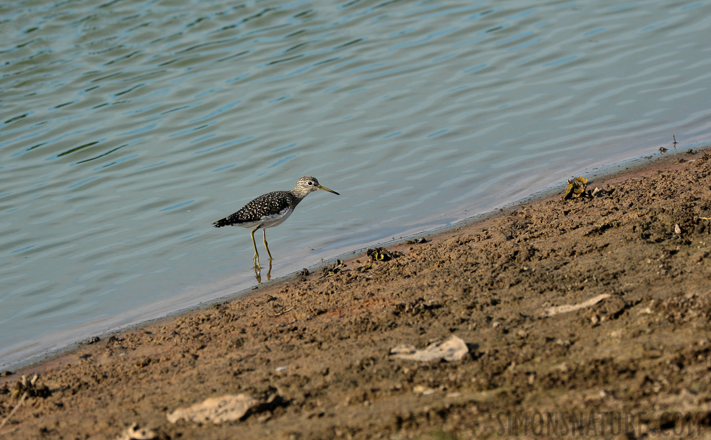 Bartramia longicauda [550 mm, 1/800 sec at f / 7.1, ISO 400]