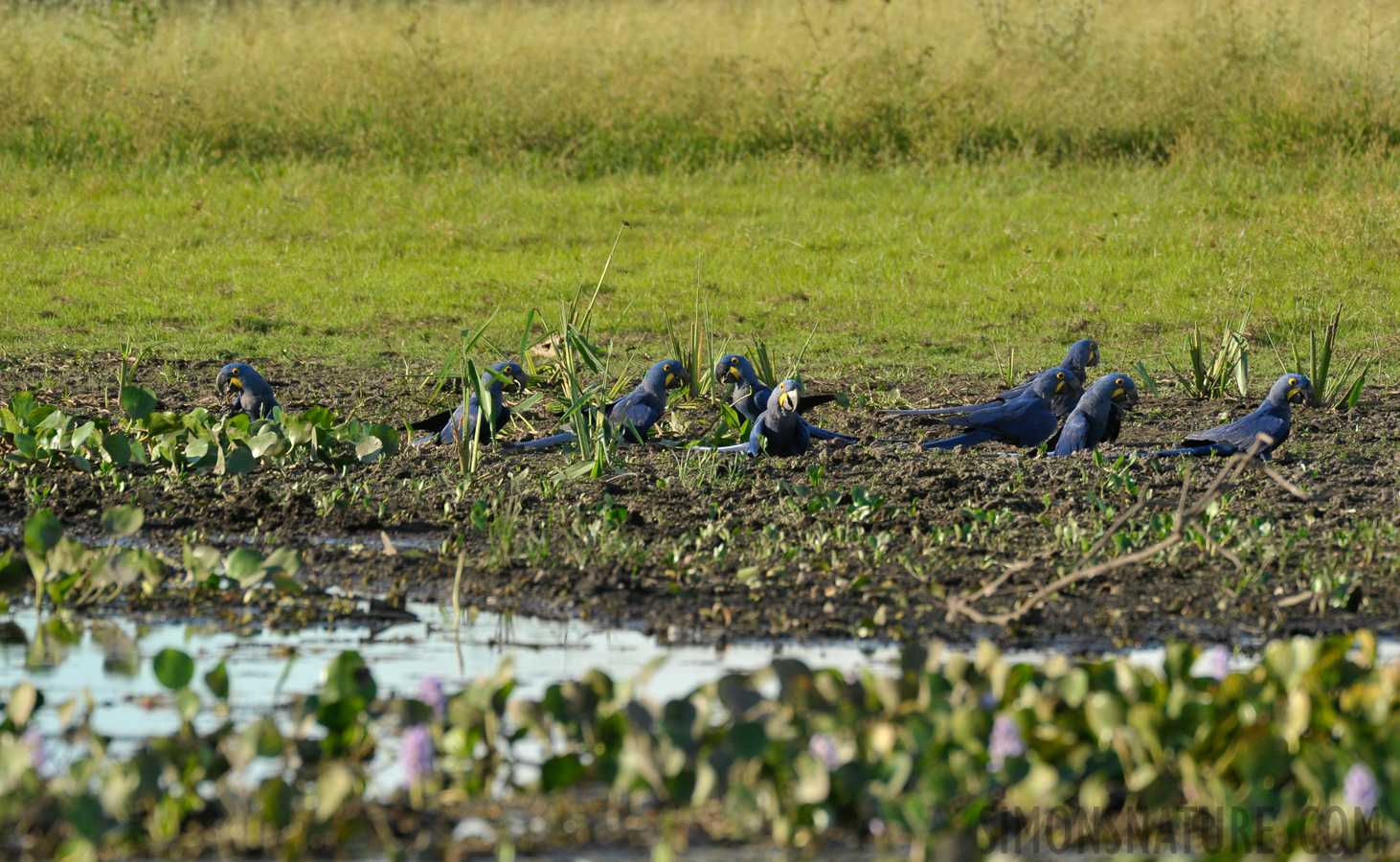 Anodorhynchus hyacinthinus [550 mm, 1/400 sec at f / 7.1, ISO 400]