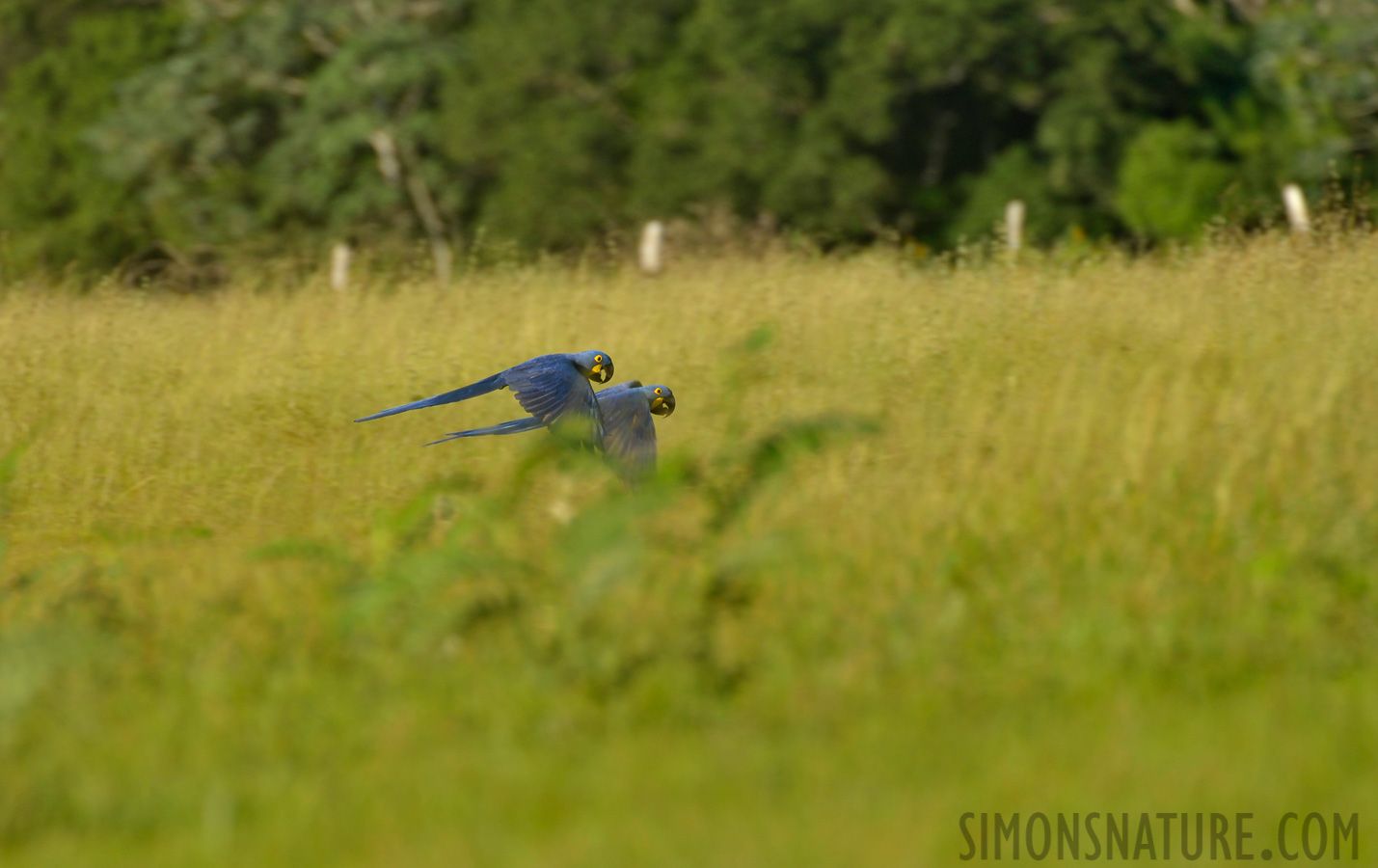 Anodorhynchus hyacinthinus [550 mm, 1/500 Sek. bei f / 7.1, ISO 400]