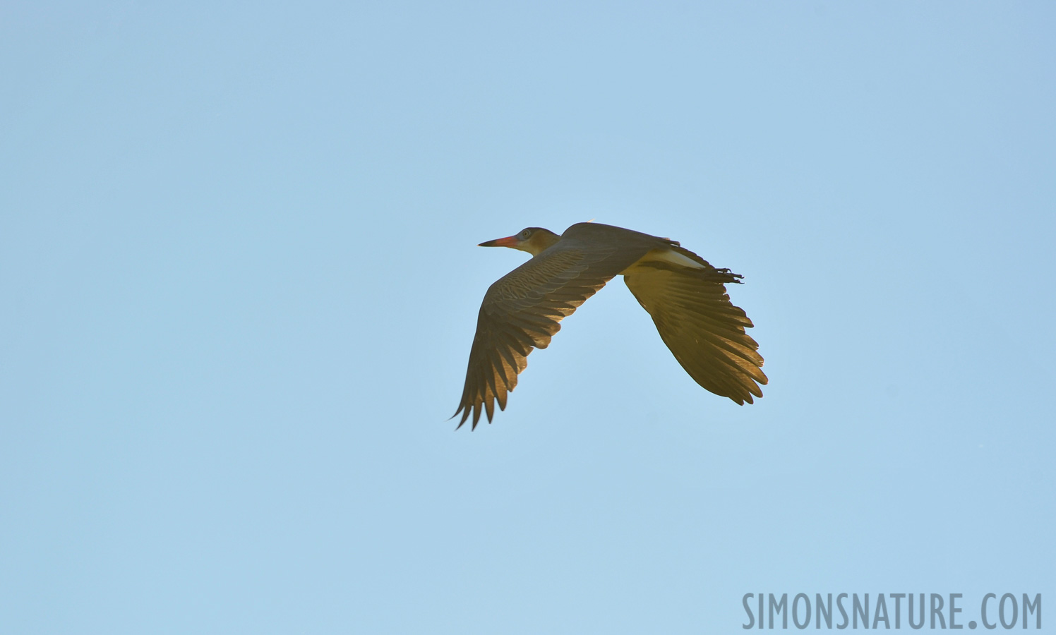 Syrigma sibilatrix sibilatrix [550 mm, 1/1250 Sek. bei f / 7.1, ISO 400]