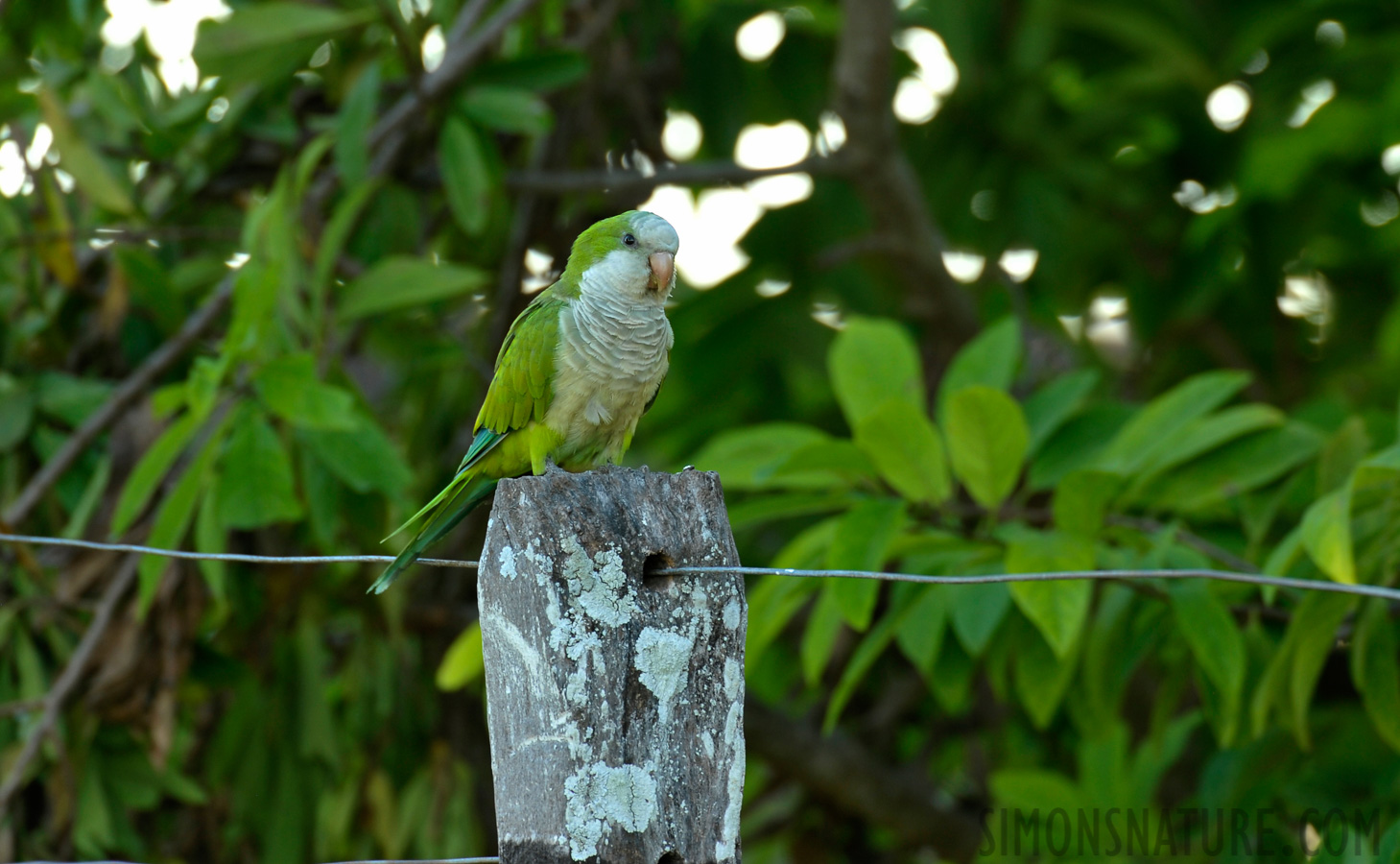 Myiopsitta monachus [550 mm, 1/40 sec at f / 7.1, ISO 400]