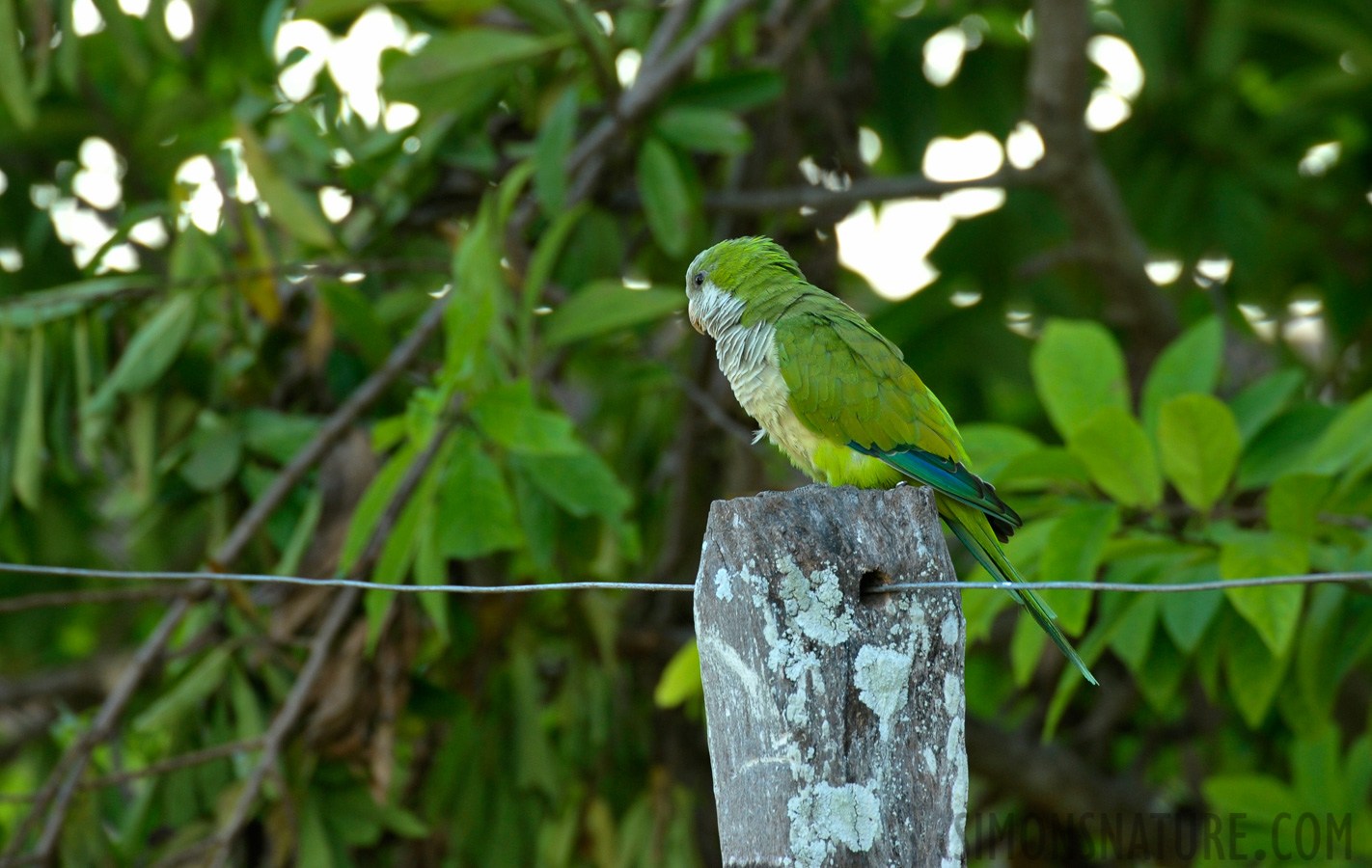 Myiopsitta monachus [550 mm, 1/80 sec at f / 7.1, ISO 800]